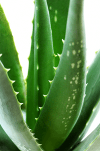 Leistungsübersicht | Aloe-Vera-Lift Aloe-Vera-Lift im Kosmetikstudio München Haidhausen Bogenhausen